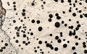 മുഹമ്മദ് നുണയനായിരുന്നുവോ?